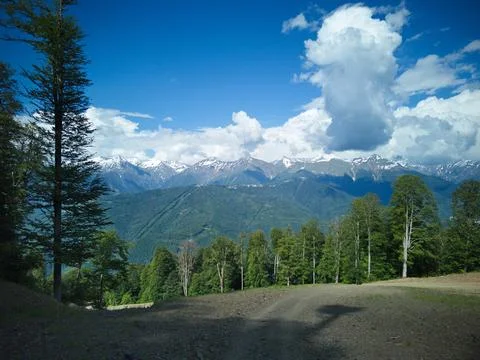 Forest in the mountains Stock Photos
