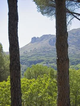 Forest in the mountains of Sicily Stock Photos