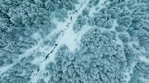 Forest mountains snow cold winter wood hill frozen travel nature Vídeos de archivo 204754632