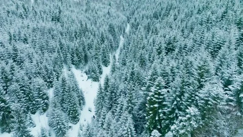Forest mountains snow cold winter wood hill frozen travel nature Stock-Footage 204756578