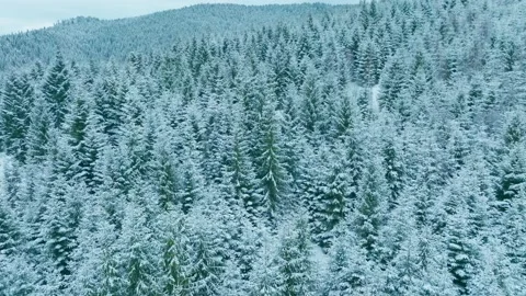Forest mountains snow cold winter wood hill frozen travel nature Stock Footage 204763211