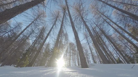Forest in the mountains with snow Stock Footage 101749619