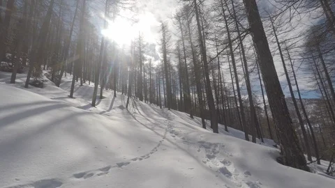 Forest in the mountains with snow Stock Footage 101749810