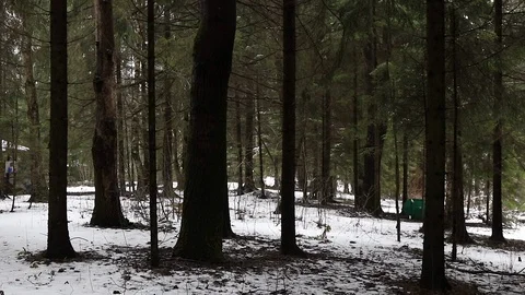 Forest in the mountains with snow Stock Footage 101749826
