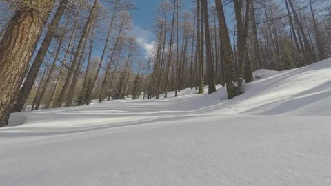 Forest in the mountains with snow Stock Footage 101752779