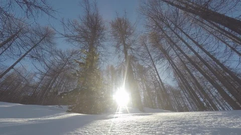 Forest in the mountains with snow Stock Footage 101866572