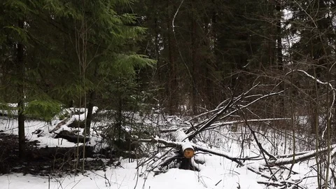 Forest in the mountains with snow Stock Footage 101867513