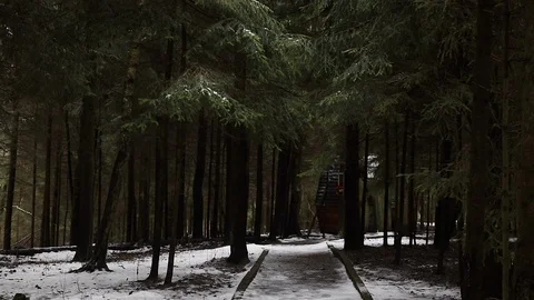 Forest in the mountains with snow Stock Footage 101867518