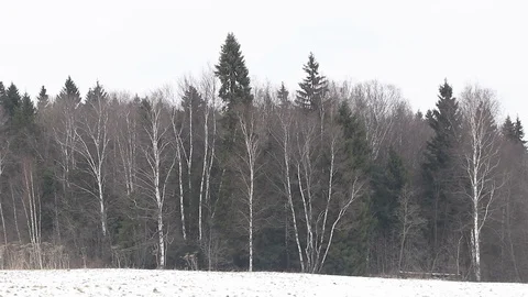 Forest in the mountains with snow Stock Footage 101867524