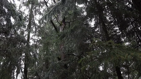 Forest in the mountains with snow Stock Footage 101867553