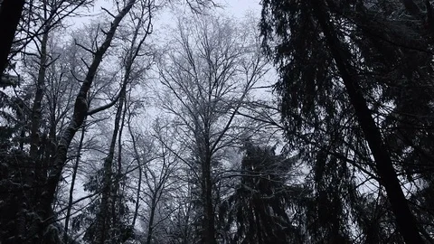 Forest in the mountains with snow Stock Footage 101867905