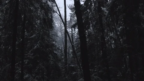Forest in the mountains with snow Stock Footage 101867975
