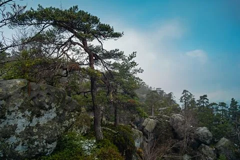 Forest in the mountains, tree on the rocks Foto stock