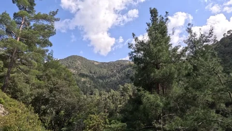Forest in the mountains white clouds on the blue sky Stock Footage 240667651