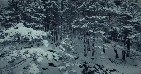 FOREST MOUNTAİNS IN WINTER FLOWN OVER BY DRONE Stock Footage 132687789