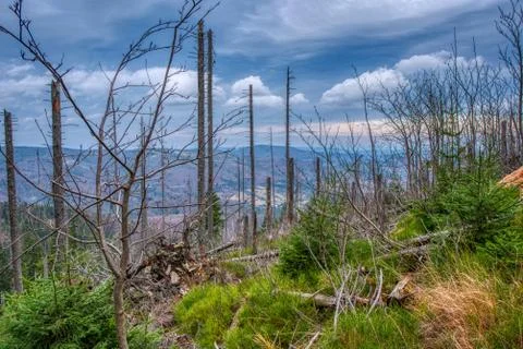 Forest in mountains without interference people with beautiful sky Stock Photos