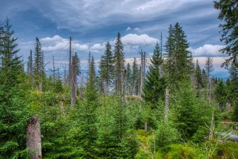 Forest in mountains without interference people with beautiful sky Stock Photos