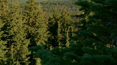 Forest mountaintop trees Mt. Hood Oregon Cascades 257 Stock Footage 81693739