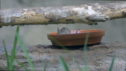 A forest mouse feeds Stock Footage 99053151