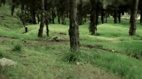 Forest moving Stock Footage 25042752