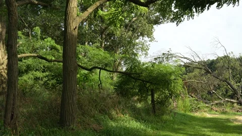 A forest with moving leaves and branches in the wind Stock Footage 208576255