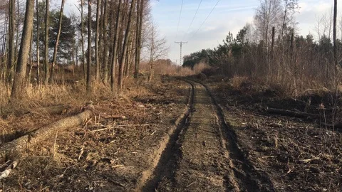 Forest muddy road with tracks on the wheels of cars Stock Footage 105016843