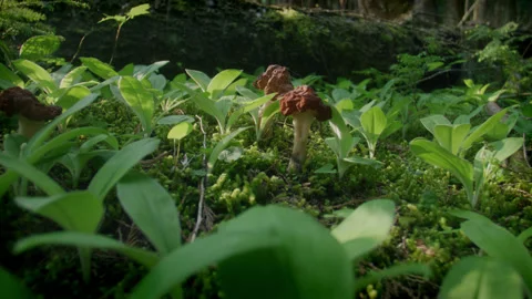 Forest Mushroom 21 動画素材 262004221