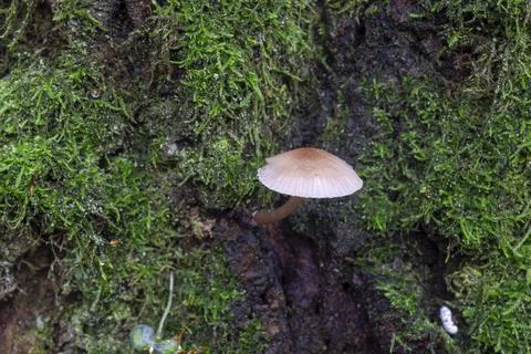 Forest mushroom on a background of moss Stock Photos