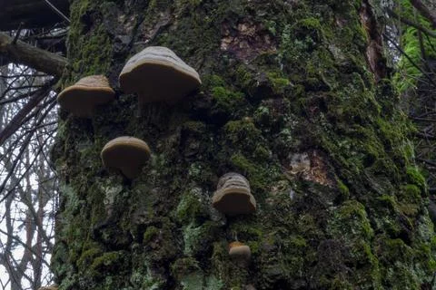 Forest mushroom on a background of moss Stock Photos