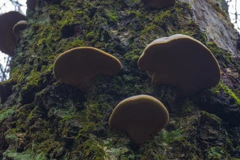 Forest mushroom on a background of moss Stock Photos