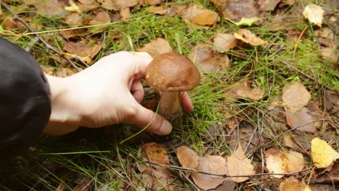 Forest mushroom boletus Video stock 146287290