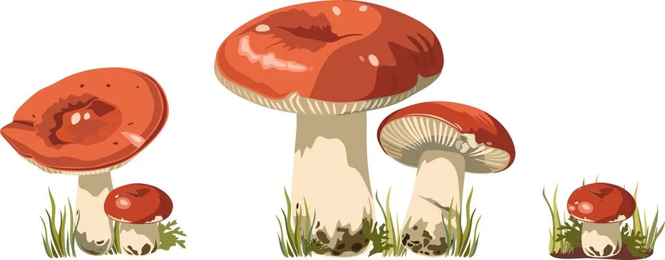 Forest mushroom cluster with morels vector asset Stock Illustration