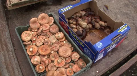 Forest mushroom in crates Stock Footage 42307877