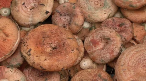 Forest mushroom in crates lined nice close-up Stock-Footage 42307903