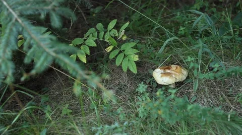Forest Mushroom Stock Footage 41243146
