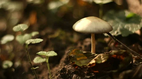 Forest Mushroom Stock Footage 56445296