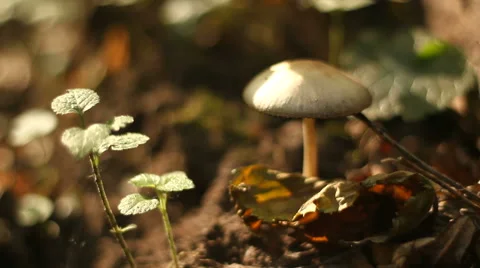 Forest Mushroom Stock-Footage 56445303