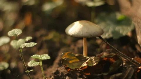 Forest Mushroom Stock Footage 56445459