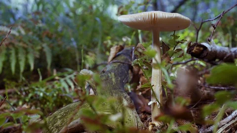 Forest mushroom in the grass Видео 94426508