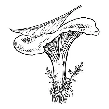Forest Mushroom with leaf. Vector hand drawn illustration of Chanterelle in a Stock Illustration