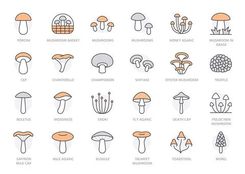 Forest mushroom line icon set. Chanterelle, champignon, shiitake, porcini, cep Stock Illustration