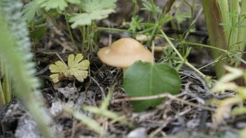 Forest mushroom in macro syomka Stock Photos