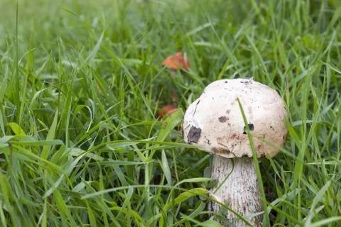Forest mushroom in the moss Stock Photos