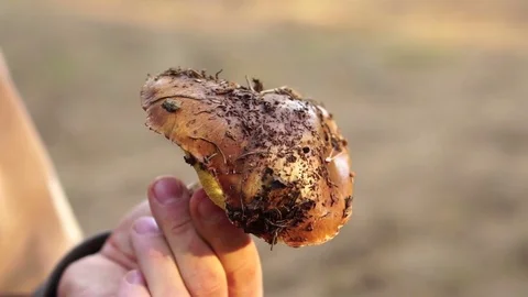 Forest mushroom oiler in the hands of a man Stock Footage 81319087