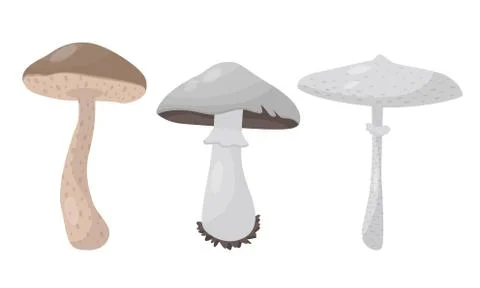 Forest Mushroom or Toadstool with Stem and Cap Isolated on White Background Stock Illustration