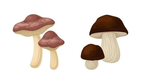 Forest Mushroom or Toadstool with Stem and Cap Isolated on White Background Stock Illustration