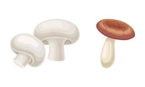 Forest Mushroom or Toadstool with Stem and Cap Isolated on White Background Stockillustratie