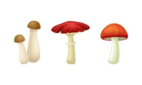 Forest Mushroom or Toadstool with Stem and Cap Isolated on White Background イラスト素材