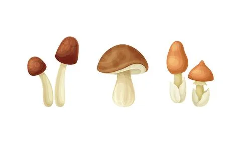 Forest Mushroom or Toadstool with Stem and Cap Isolated on White Background Illustrazione stock