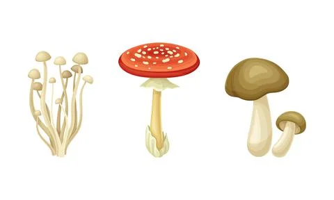 Forest Mushroom or Toadstool with Stem and Cap Isolated on White Background Stockillustratie